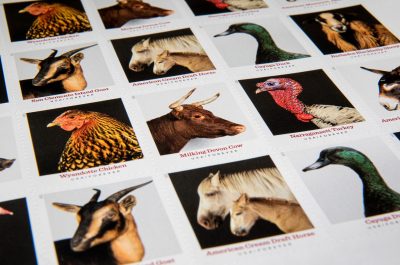 A sheet of stamps showing heritage breed animals.