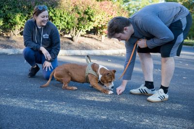 earn how to recognize and understand behavioral cues that could indicate more serious physical problems in companion animals.