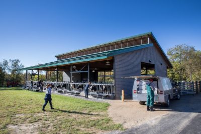 The college is now home to 21 dairy cows who will aid in the education of veterinary students.   The cows will help veterinary students learn many different skills. Under the guidance of faculty, students will learn handling, restraint, and basic husbandry as well as how to put cows into a chute for health checks and shots. 